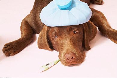 PSN曝光《超越善恶》20周年纪念版即将发布